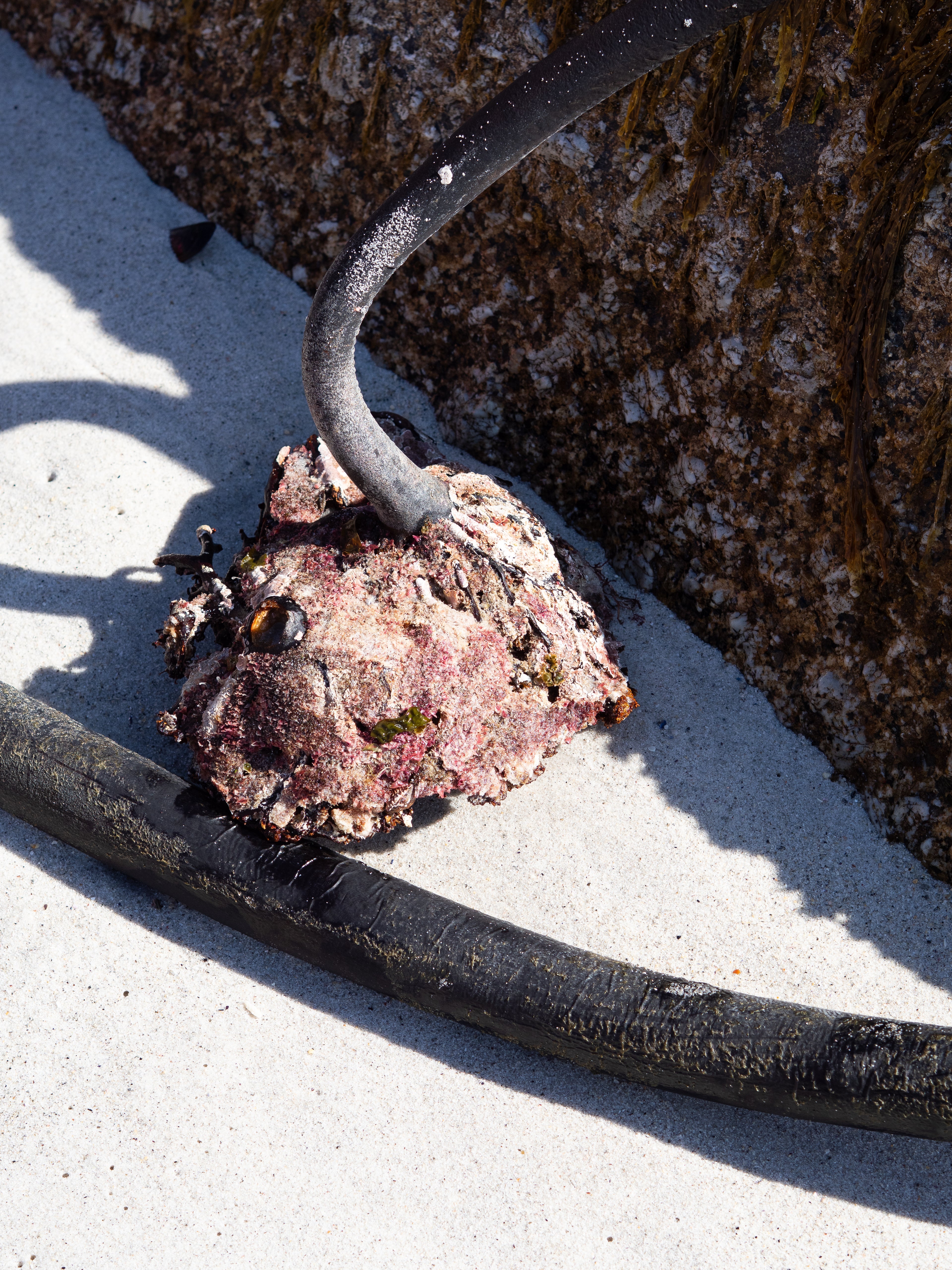 Kelp