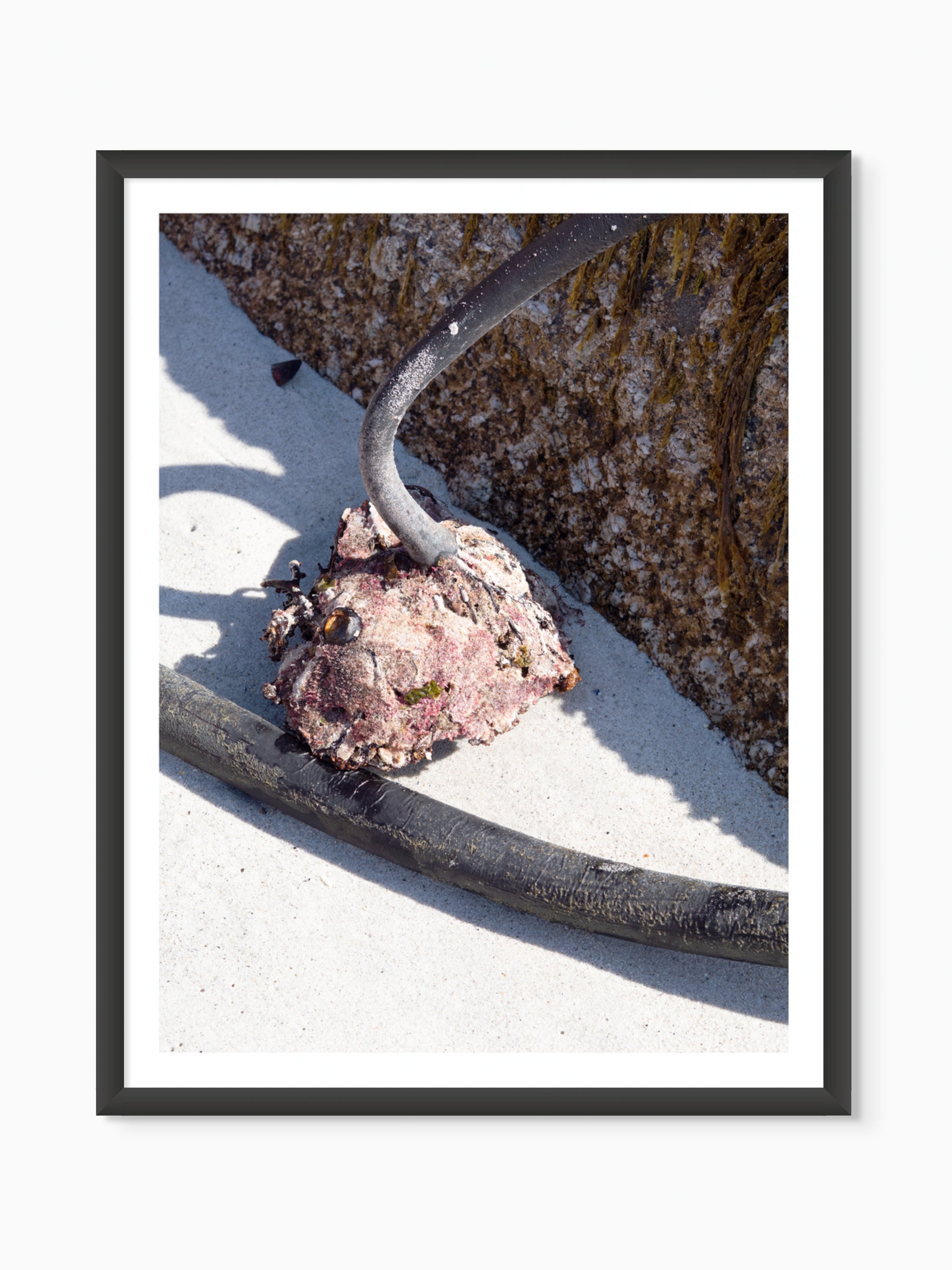 Kelp