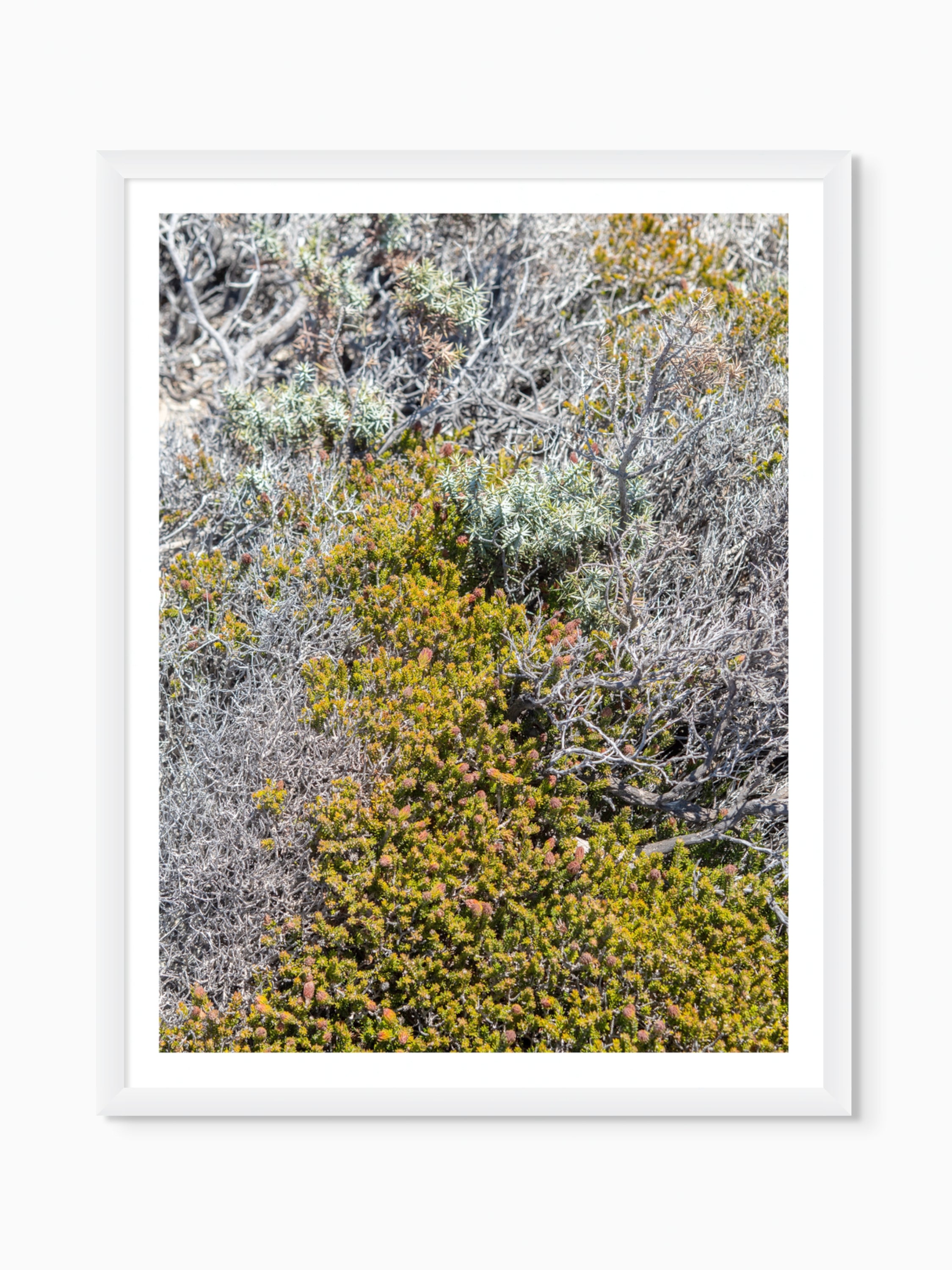 Lost in the Shrubs