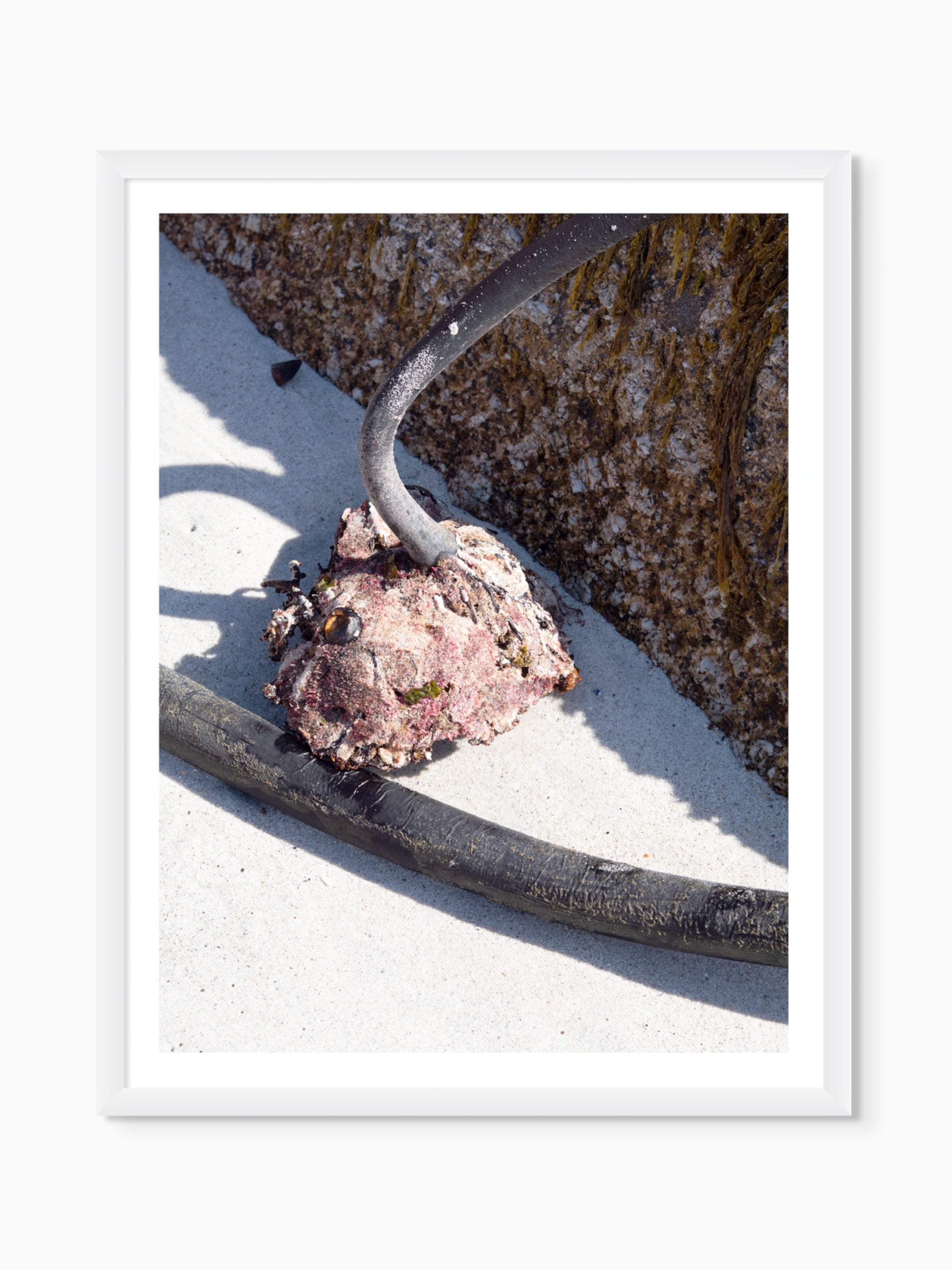 Kelp