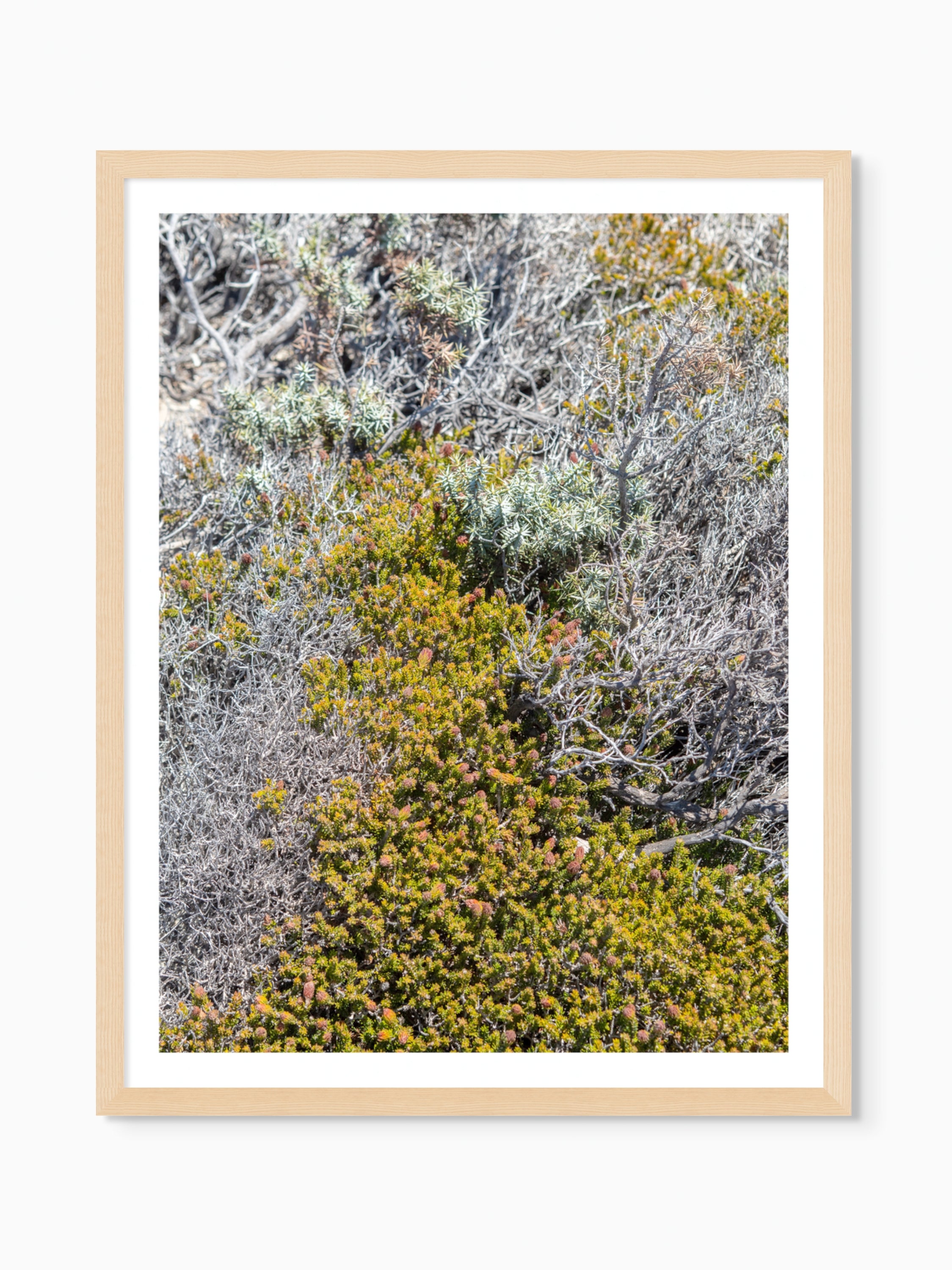 Lost in the Shrubs