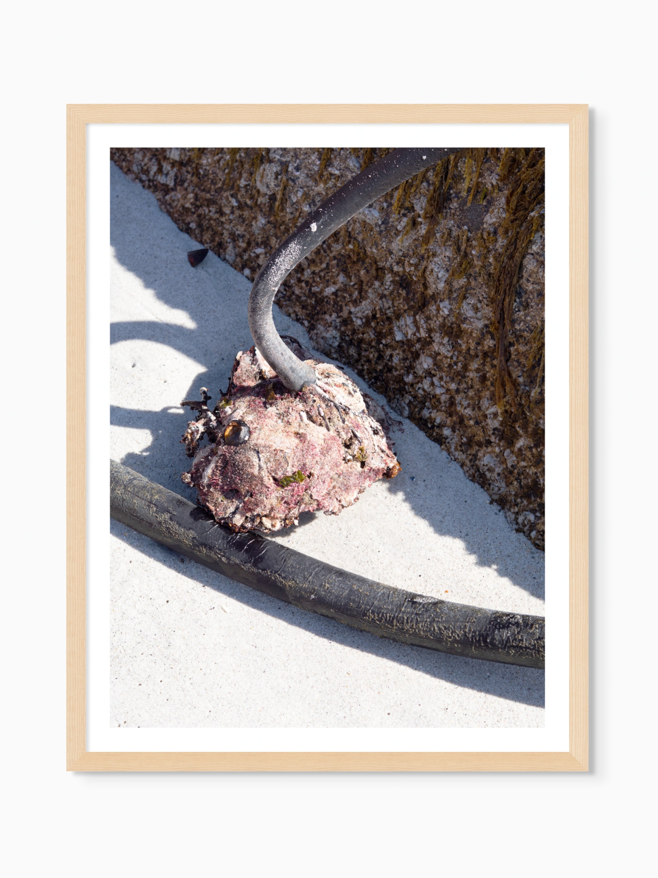 Kelp