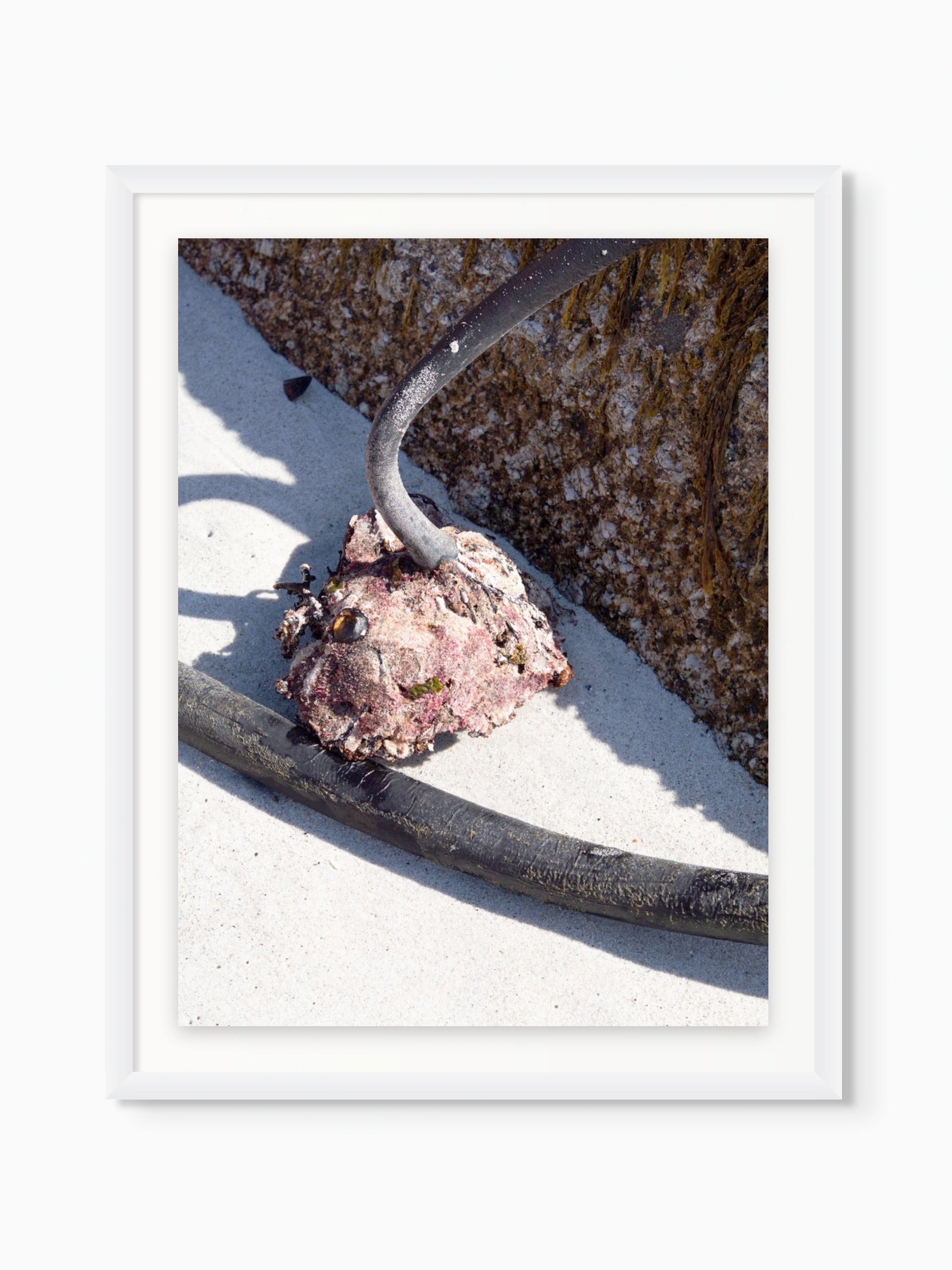 Kelp