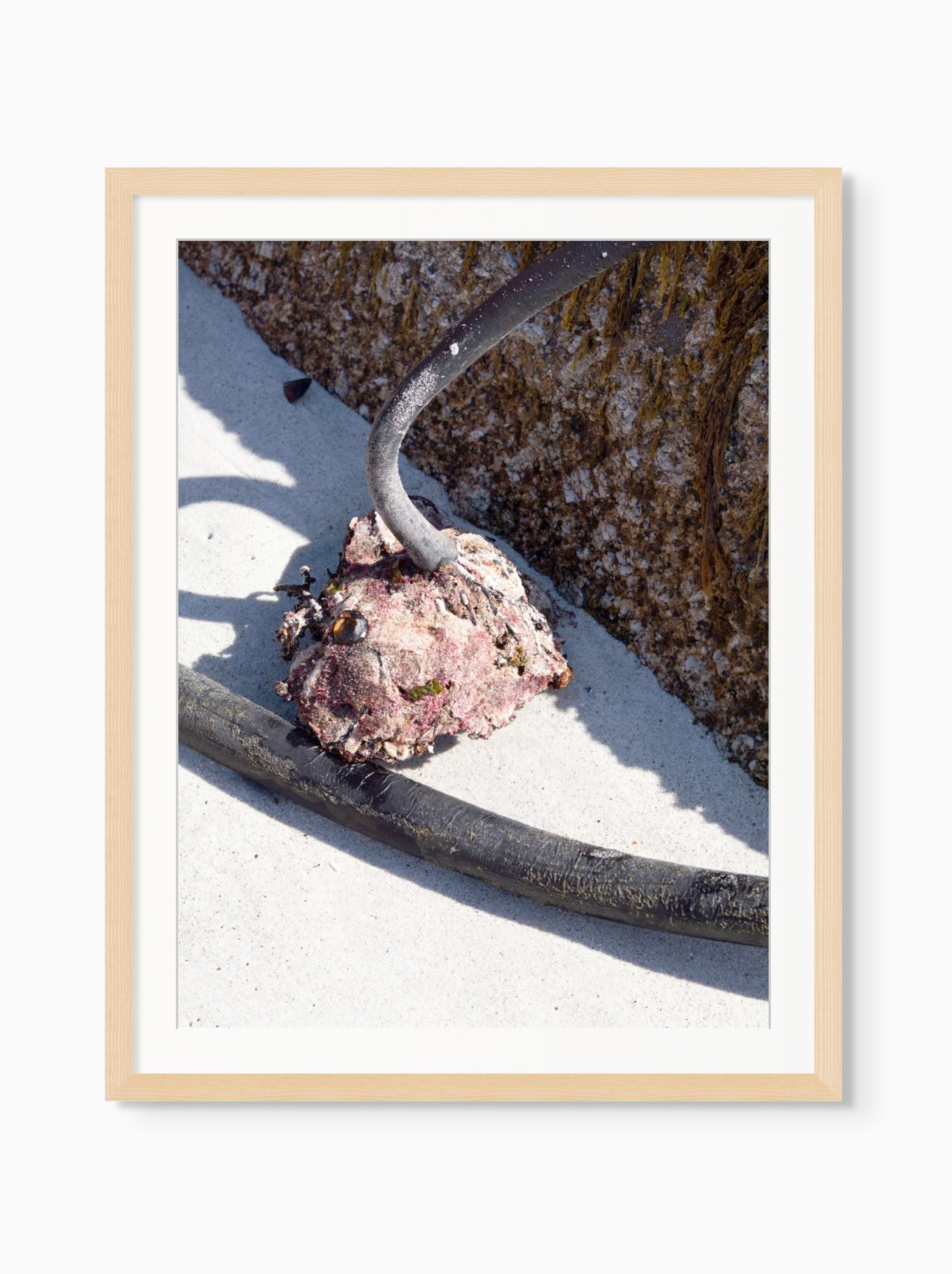 Kelp