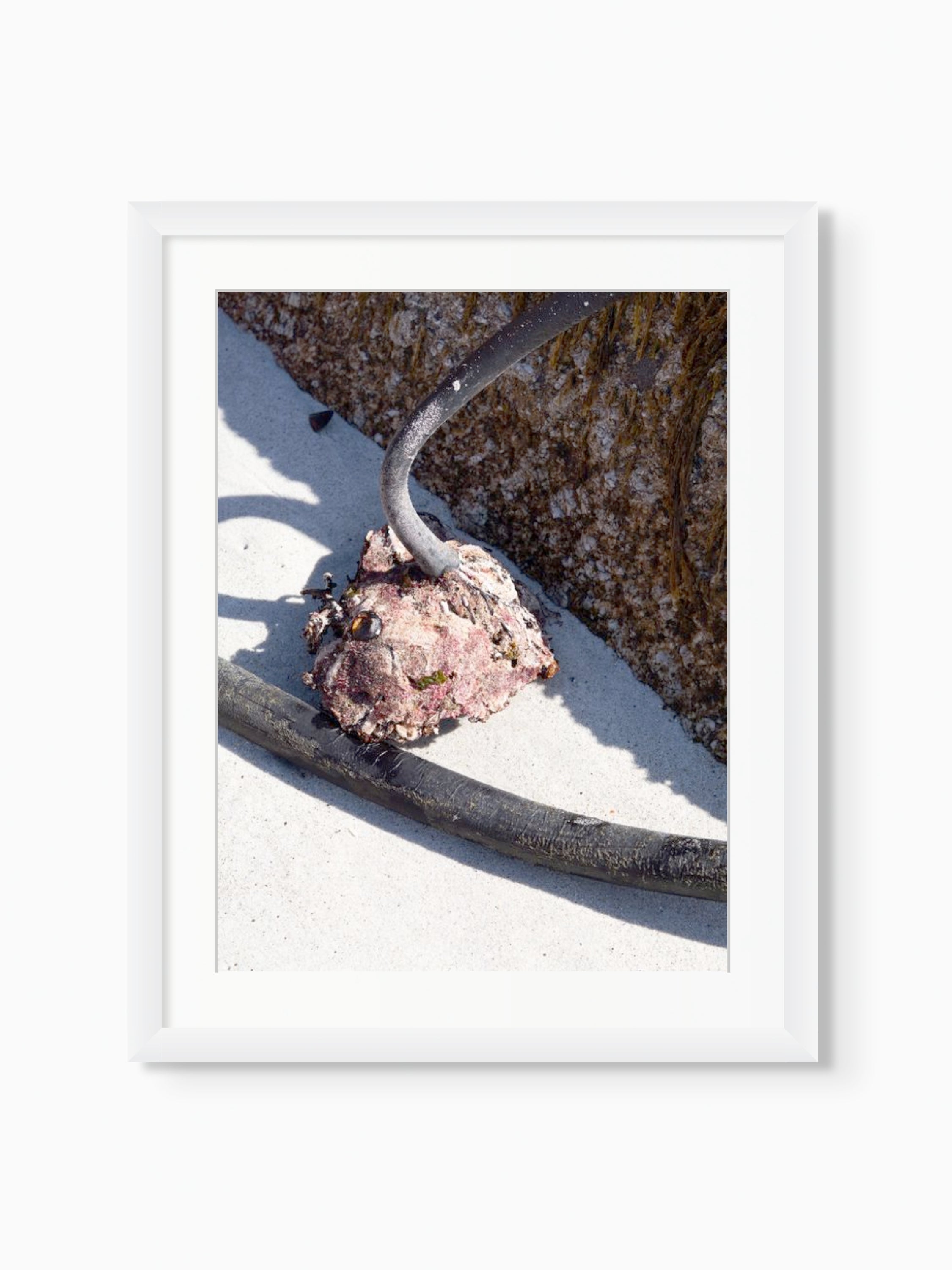 Kelp