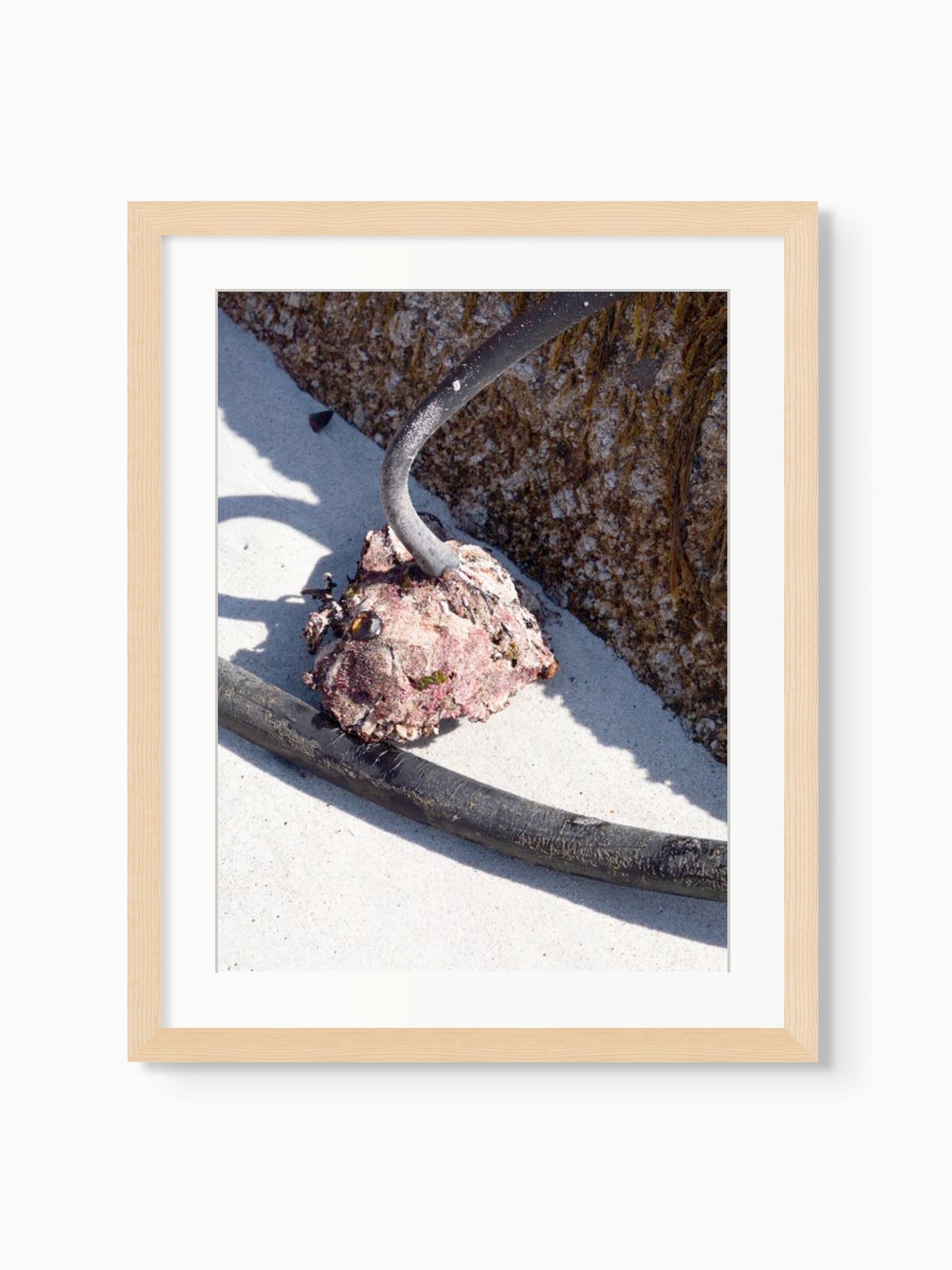 Kelp