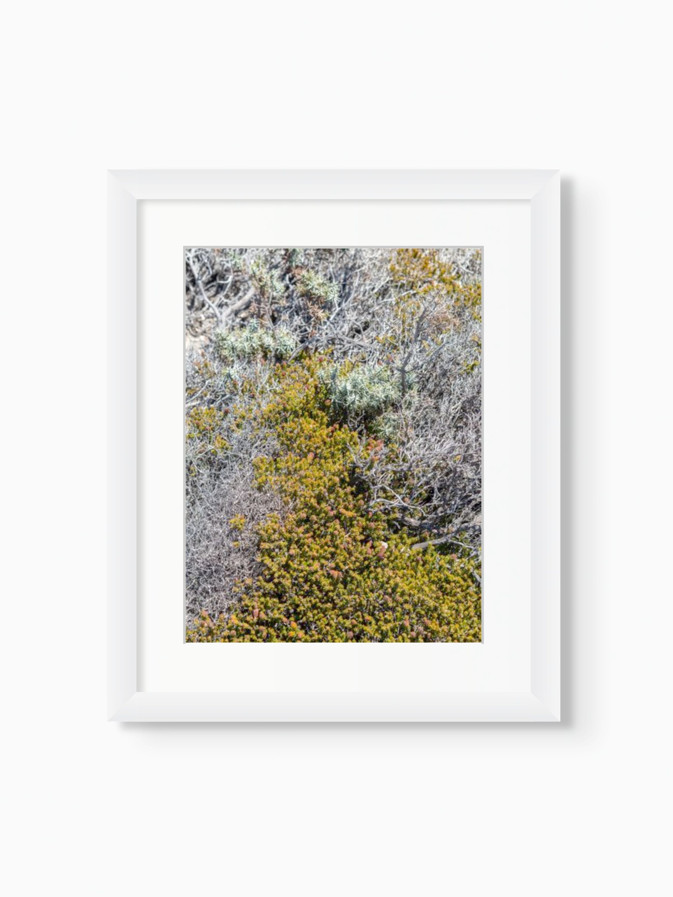 Lost in the Shrubs