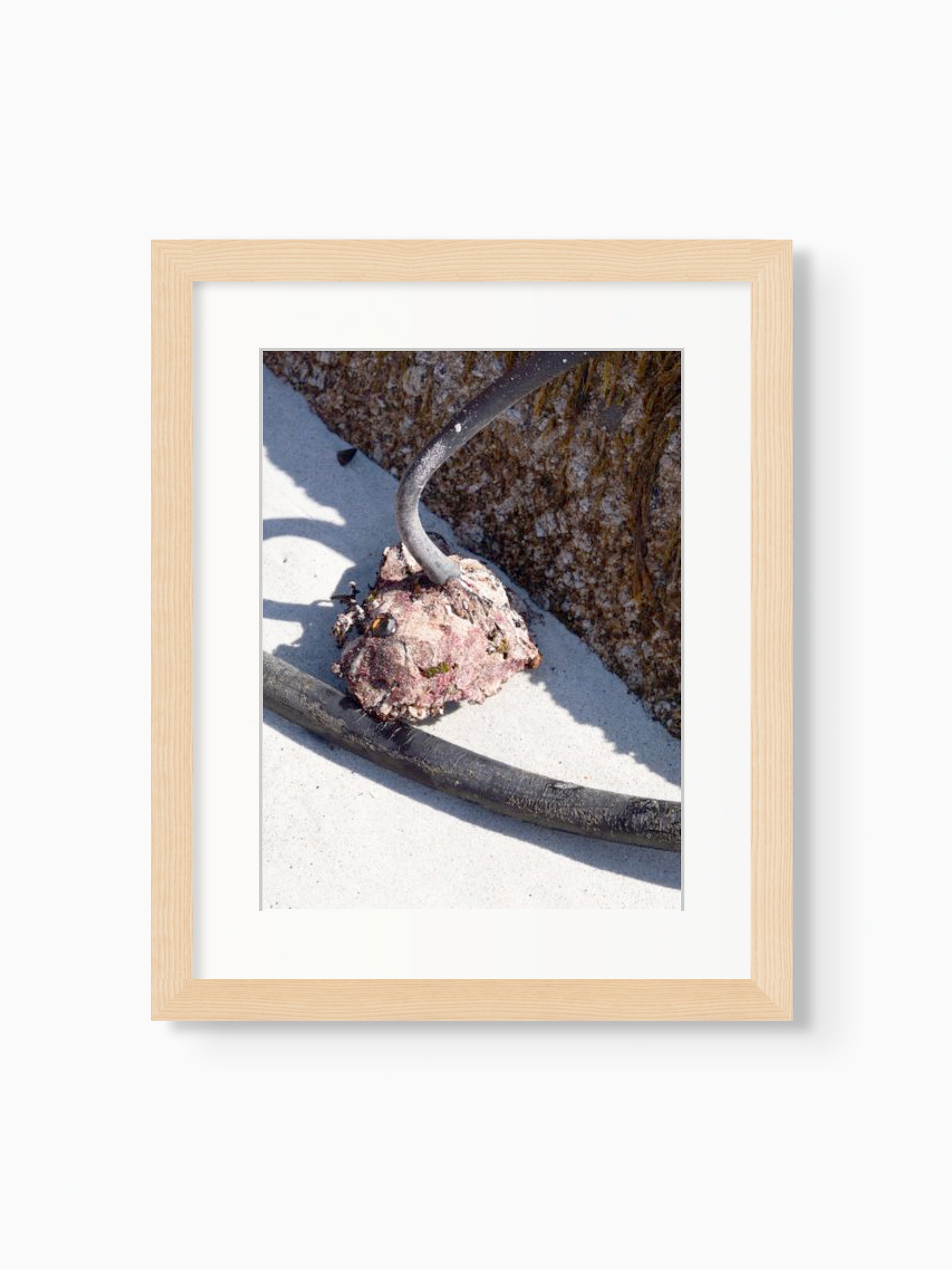 Kelp